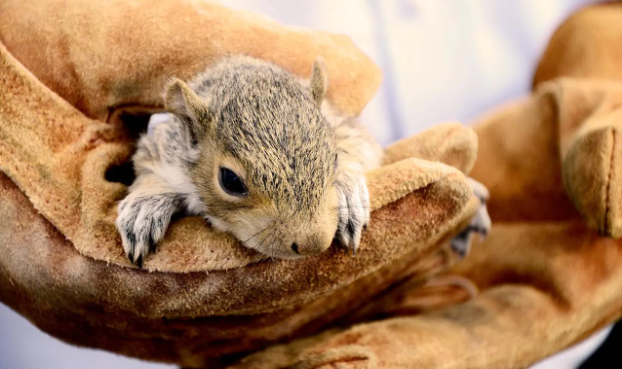when do squirrels have babies​