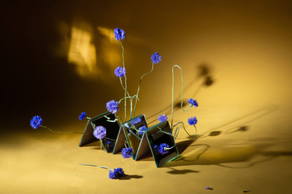 Capturing Nature’s Art: Floral Photography’s Digital Presence